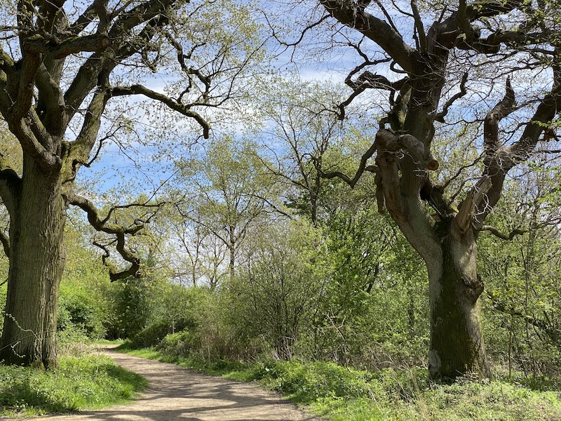 large-trees-on-main-ride