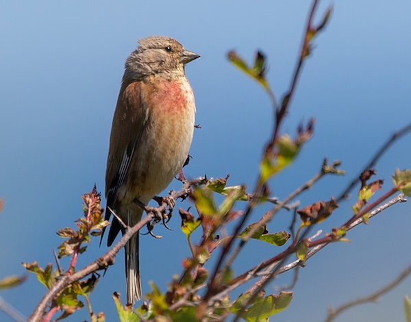 Linnet at Bempton Cliffs