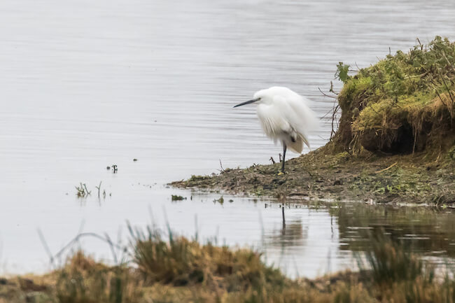 Little Egret photo taken at the edge of the lagoon