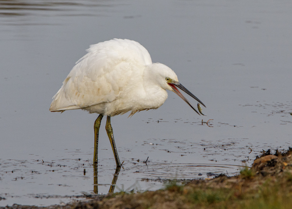 Little Egret fishing