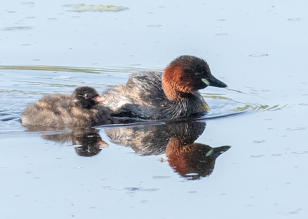 Little Grebe and baby