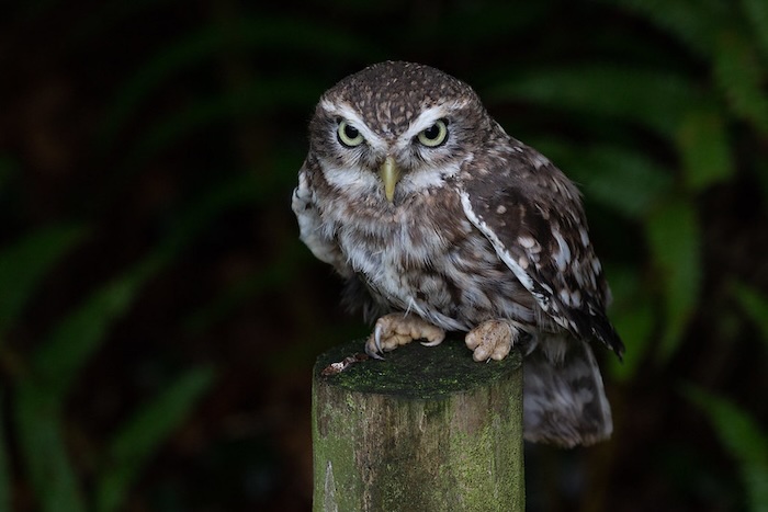 Little owl spot metering