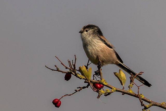 A long-tailed tit on a hawthorn branch against a flat grey sky, photographed on a Canon EOS 7D Mark II
