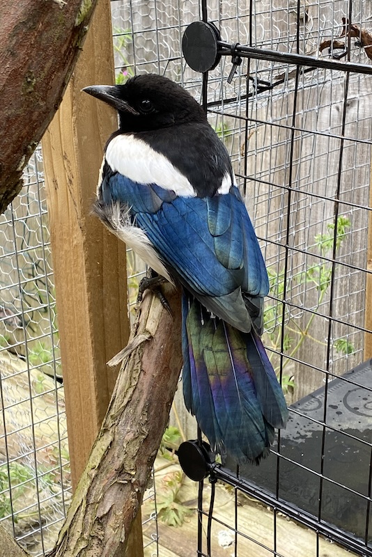 Magpie in neighbours cat kennel