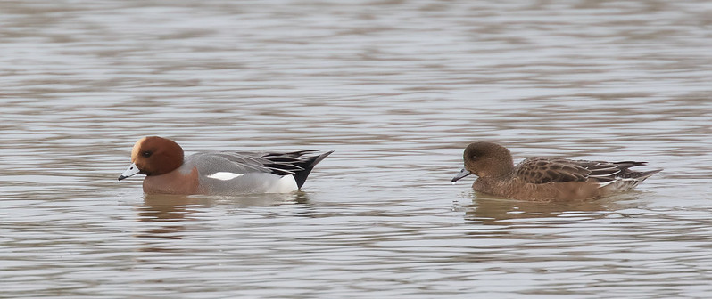 A male and female Wigeon swimming together on still water. The male has a cinnamon head and cream crown; the female is brown with subtle markings.