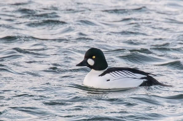 Male Goldeneye duck at Rutland Water