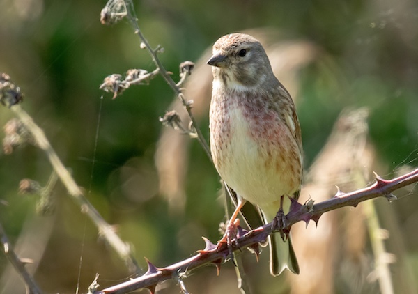 Male Linnet