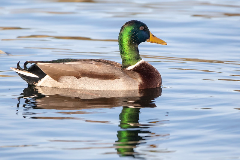 A male Mallard swimming in calm water, showing his glossy green head, yellow bill, chestnut breast, and curled black tail feather.