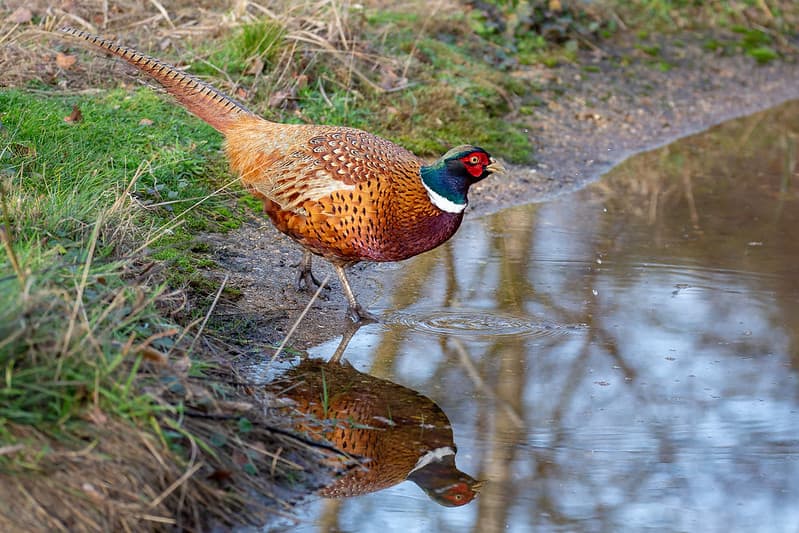 feather patterns of a male pheasant
