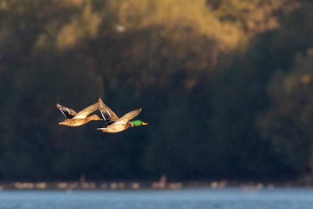 Male and Female Mallard in flight at sunrise