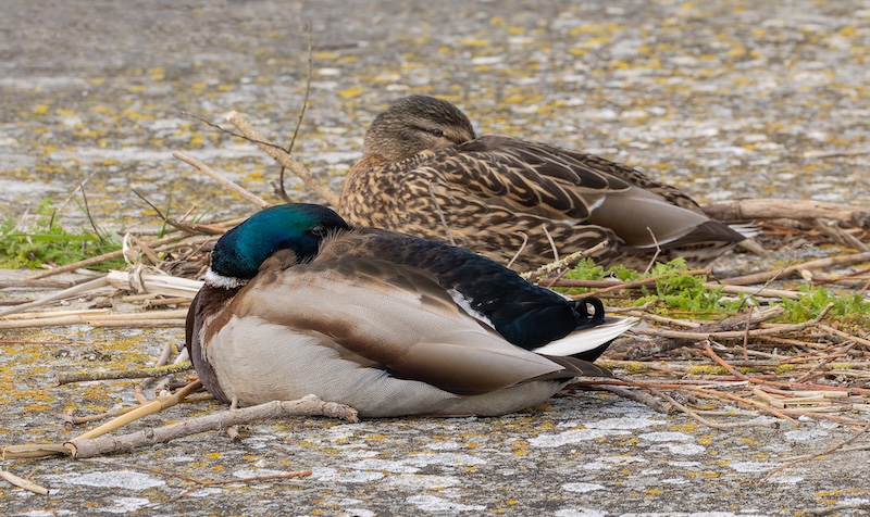 A male and female Mallard resting on a patch of dry ground, heads tucked under wings, surrounded by scattered twigs and moss.