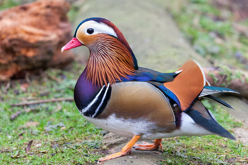 A male Mandarin duck standing on mossy ground, displaying vibrant orange, purple, cream, and blue plumage with distinctive upright “sail” feathers