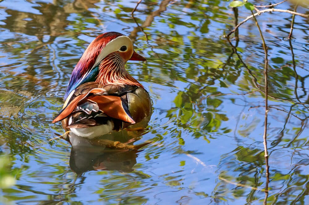 Mandarin drake