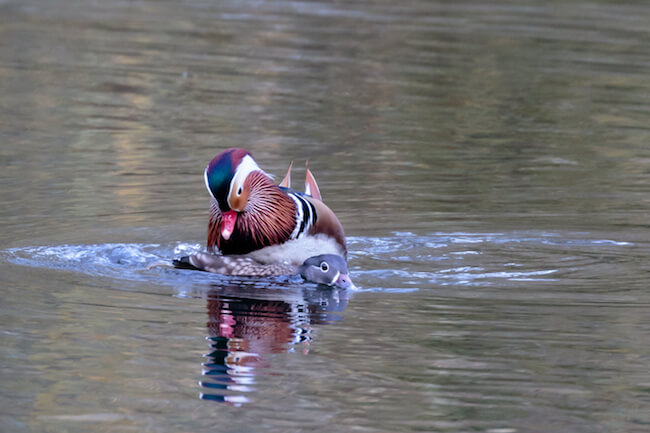 Mating Mandarin Ducks in water
