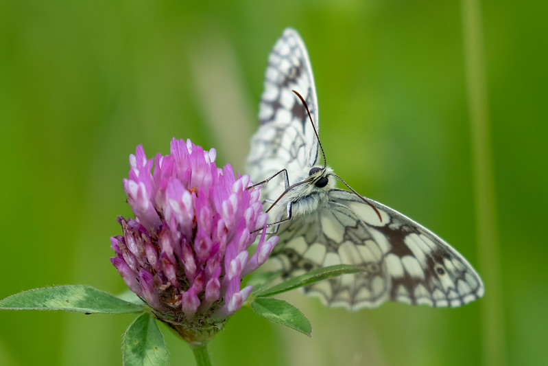 marbled white head in focus