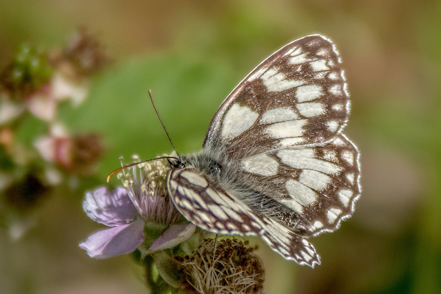 Marbled White butterfly