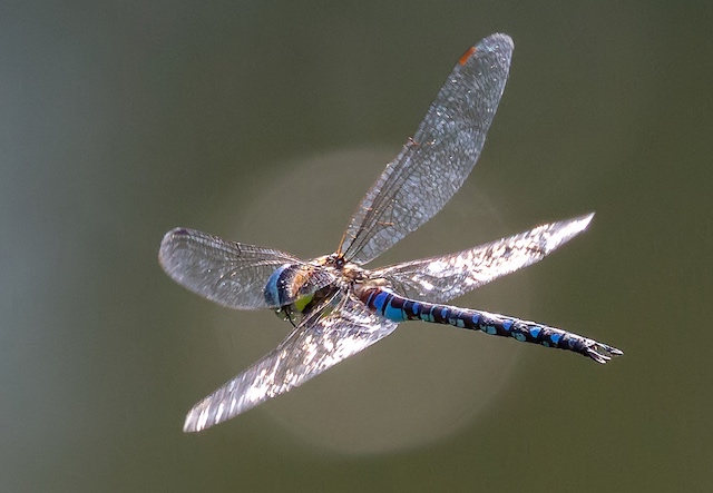 Migrant Hawker dragonfly in flight