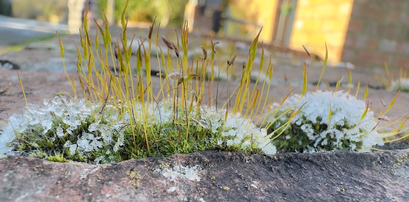 moss on wall moss on wall