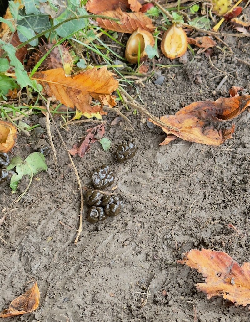 muntjac droppings and horse-chestnut 