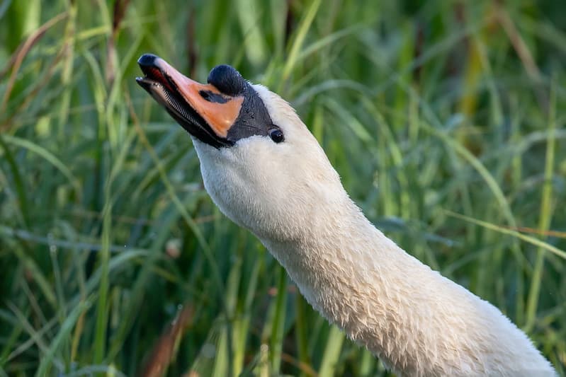 Mute swan
