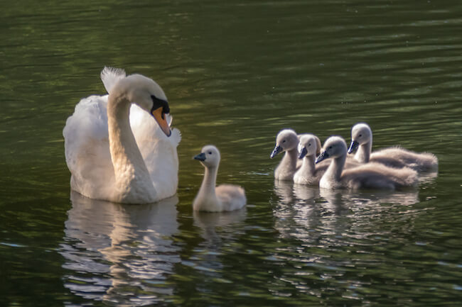 Adult Mute Swan swimming serenely on calm water, closely followed by five small, fluffy grey cygnets.