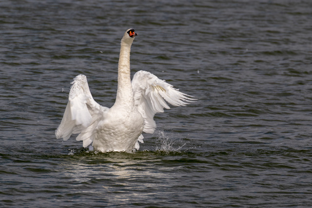 Mute swan