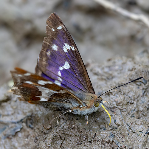 Purple Emperor in muddy puddle