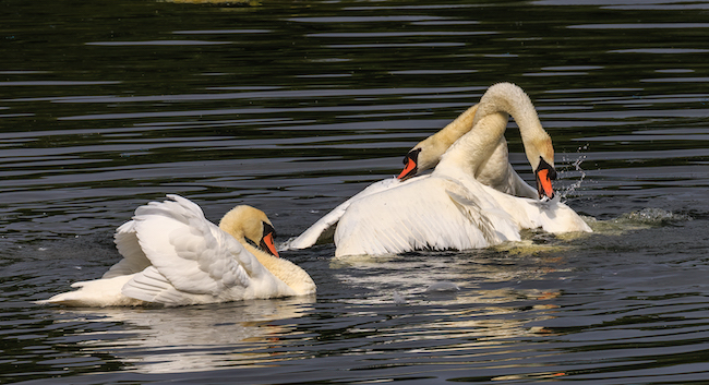 Mute swans with tangled necks Mute swans with tangled necks
