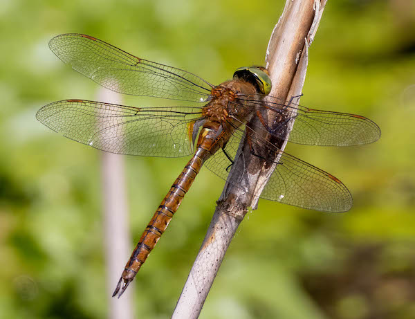 A Norfolk Hawker dragonfly resting on a reed