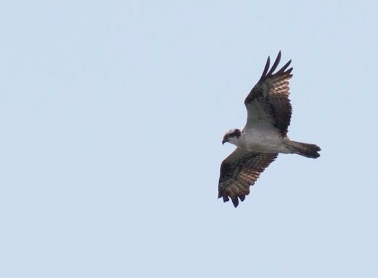 Osprey flying over Rutland Water