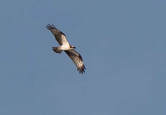 Osprey flying over Rutland Water