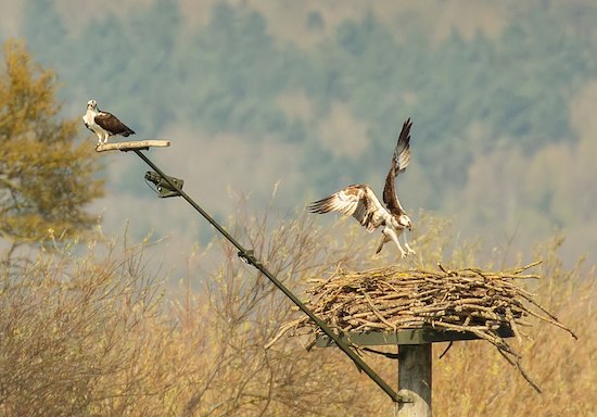 Pair of Ospreys at the nest
