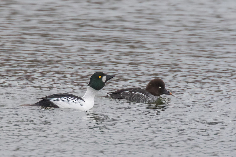 A male and female Goldeneye swimming together on rippled water. The male is sharply marked in black and white with a round white cheek patch and golden eye; the female is brown-headed with a dark bill.
