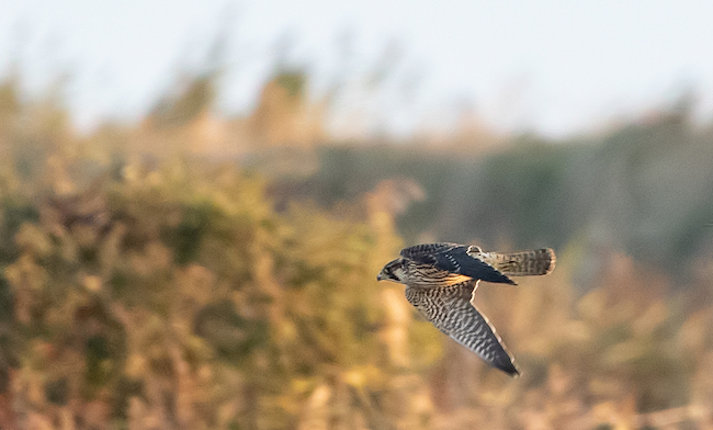 Peregrine falcon in flight