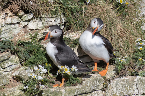 A pair of puffins standing on the cliff