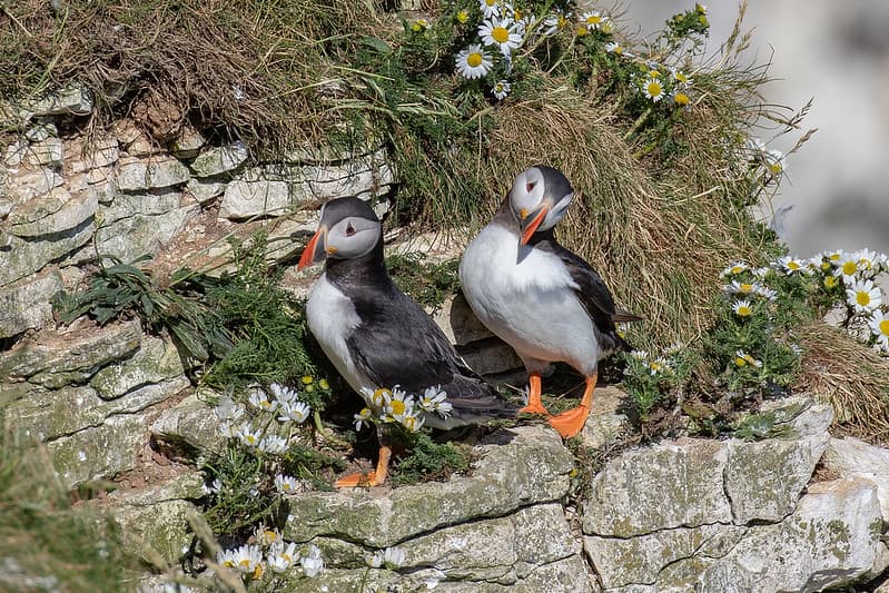 Puffins