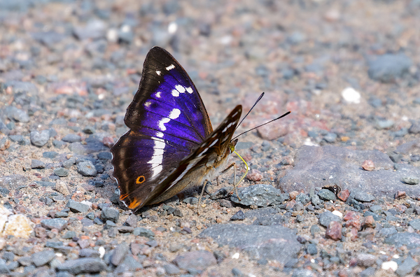 Male Purple Emperor butterfly