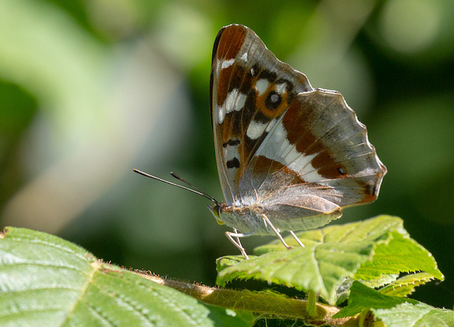 Purple Emperor