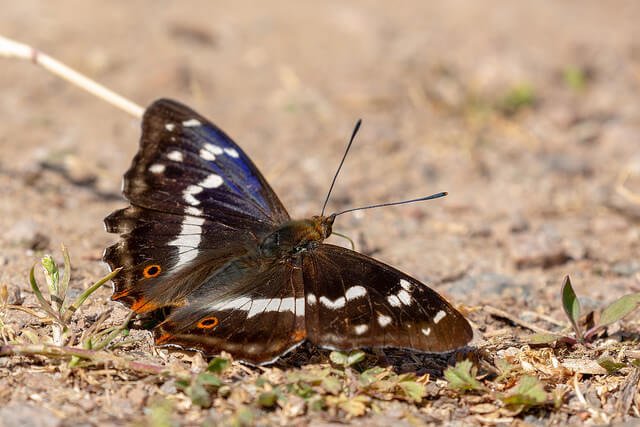Purple Emperor butterfly on a woodland path at Fermyn Woods in July Purple Emperor butterfly on a woodland path at Fermyn Woods in July