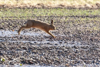 Hare running from left to right Hare running from left to right