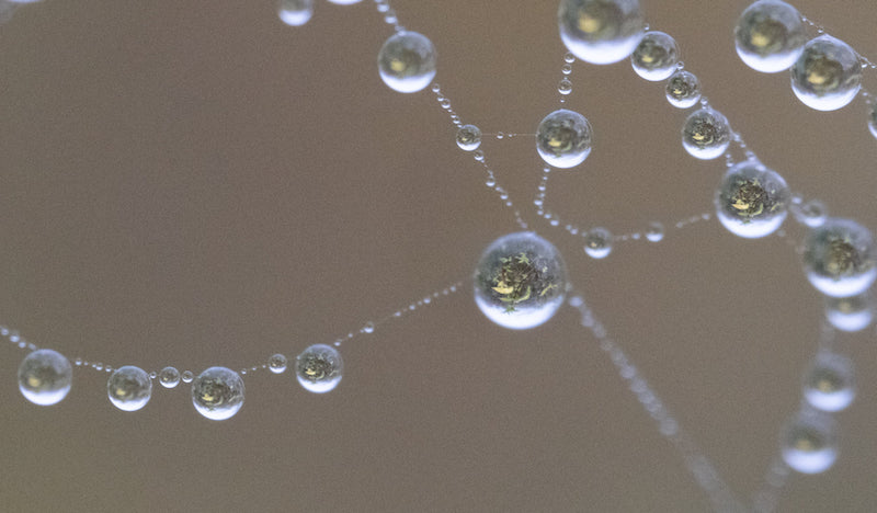 rain drops on a spiders web
