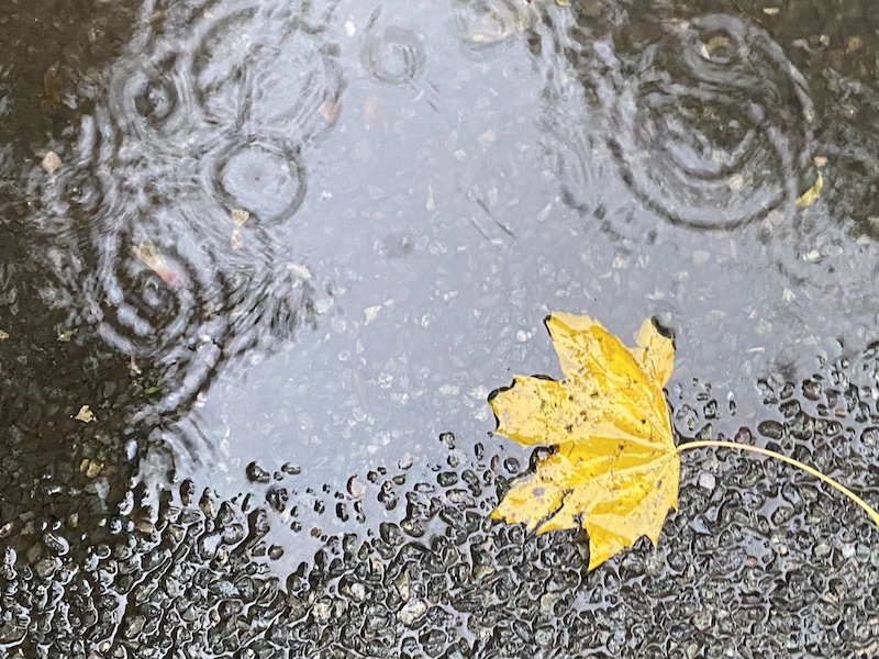 an autumn leaf beside a puddle