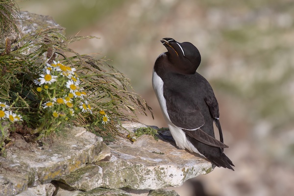 Razorbill on a rocky outcrop
