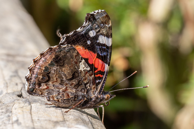 red admiral with curled up tongue
