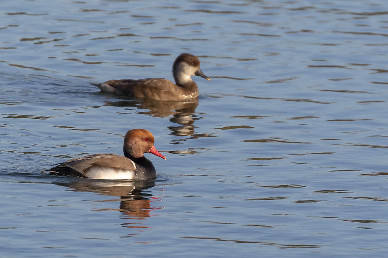 A male and female Red-crested Pochard swimming together on calm water. The male has a vivid orange head and red bill; the female is soft brown with pale cheeks.