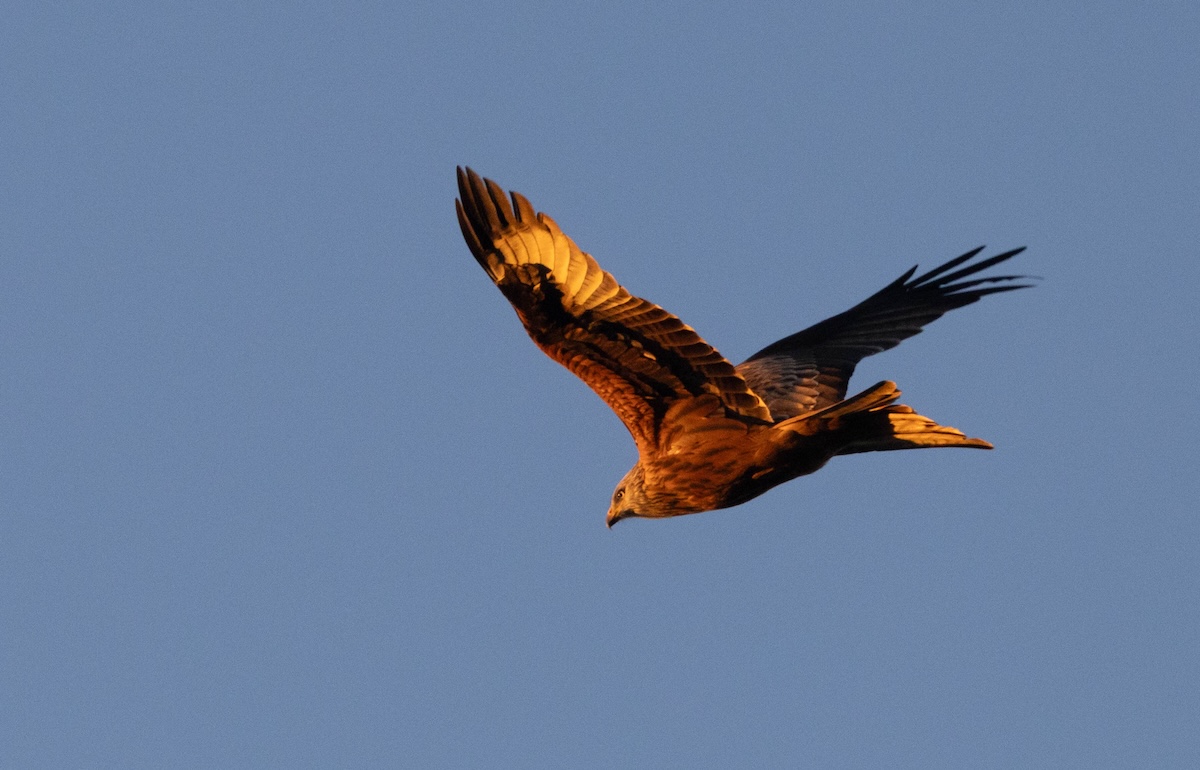 Red kite in flight against a blue sky, straight from the camera and about a stop underexposed