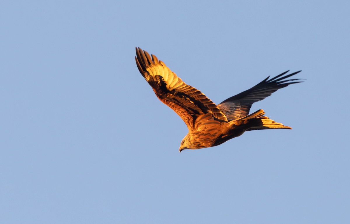 The same red kite after the exposure was lifted to plus 0.95, the bird now glowing golden