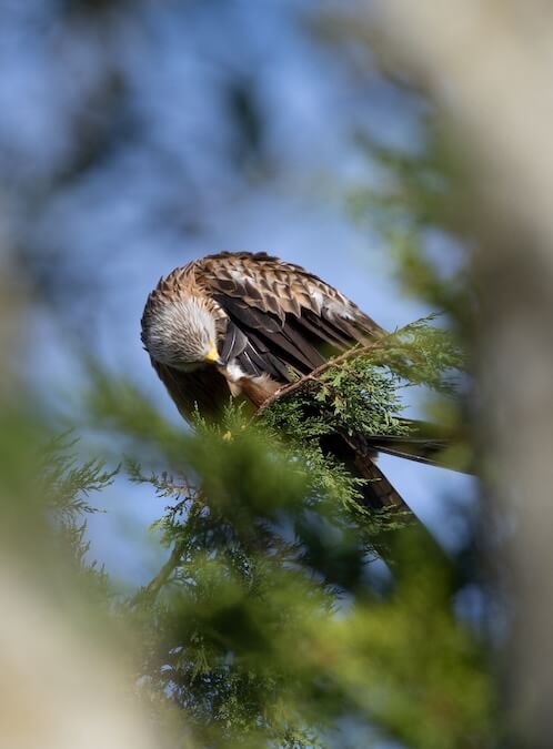 Red kite in tree, preening