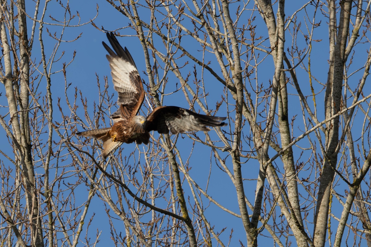 Red kite that has just taken off from a bare tree, the bird in shadow against a bright sky, the darker wing lacking detail