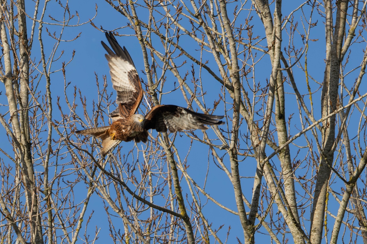 The same red kite after the shadows were lifted to plus 51, detail now visible under the darker wing